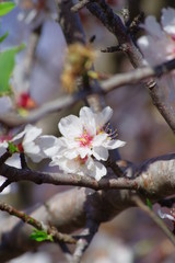 fleurs de cerisiers