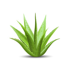 Naklejka premium Aloe Vera ze świeżymi kroplami wody