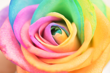 Obraz na płótnie Canvas Rainbow beauty rose