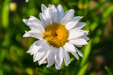 Fototapeta premium Camomile, close-up