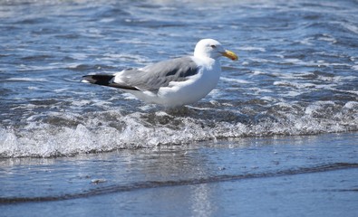 Seagull standing in ocean water