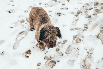 .Beautiful brown spanish water dog, playing with snow in a city park a nice winter day. Lifestyle