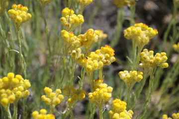 fleurs immortelles jaunes