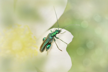 kleiner grüner Käfer