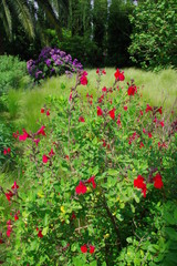 Fleurs roses dans un champ de verdure