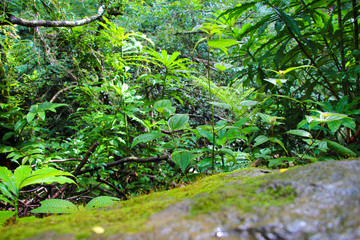 Manoa Falls hike on Oahu