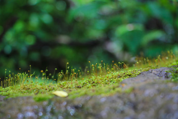 Close up ecology nature landscape. Flowering green forest on spring sunset light. Macro shot of ground in the Hawaii Manoa Falls Trail