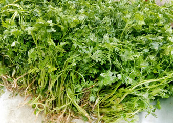 Fresh Coriander Leaves