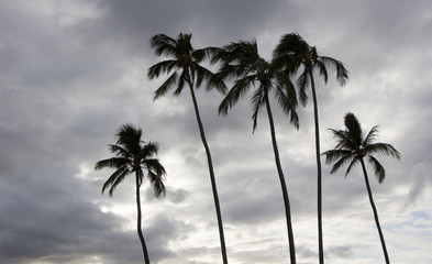 Fototapeta na wymiar dramatic sky with palm in Hawaii
