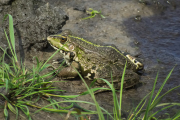 Marsh frog (Pelophylax ridibundus)