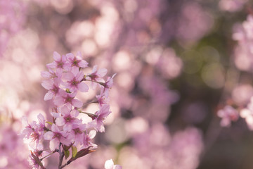 Japanese cherry Blossom (Sakura tree) spring season or hanabi season in japan, outdoor pastel color background