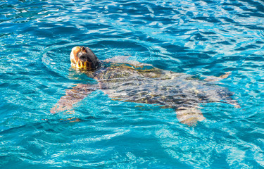 Big sea turtle Caretta spoted near Zakynthos island