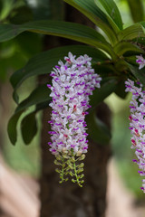 Rhynchostylis gigantea is blooming.