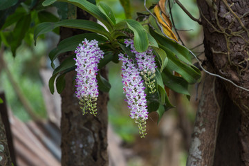Rhynchostylis gigantea is blooming.