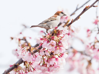 桜とニュウナイスズメ