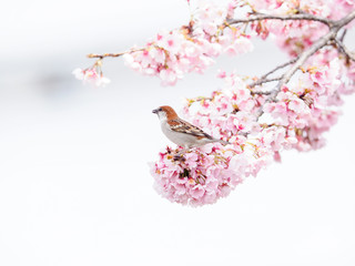 桜とニュウナイスズメ