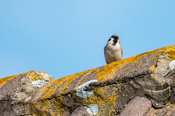 Lenz Sperling im Frueh Jahr Spatz 2018