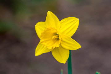 Frueh Jahr 2018 Narzisse Oster Glocke im Lenz Garten