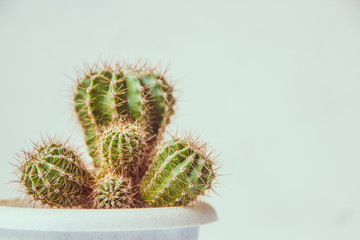 Cactus in a white pot, copy space