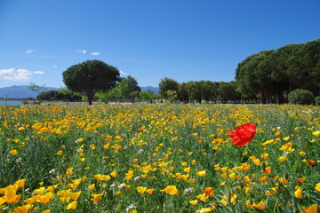 Champ de coquelicot orange et jaune