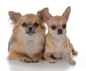 male and female chiuhuahua