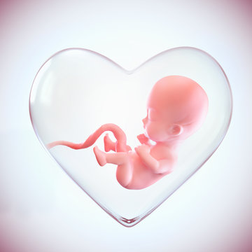 Fetus Inside The Heart Shape Of Womb