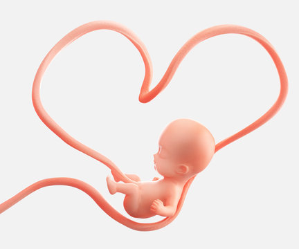 Fetus Inside The Heart Shape Of Womb