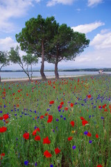 Champ de coquelicots rouges