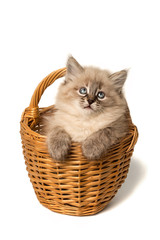     Cute little kitten in wicker basket on white background