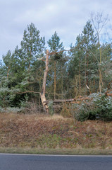 Sturmschaden umgeknickte abgeknickte Bäume