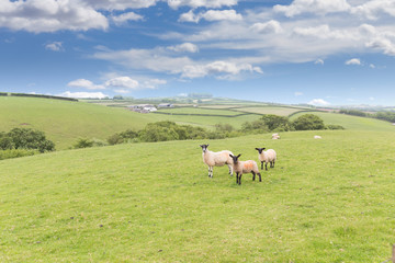 Fototapeta na wymiar Idillic landscape sheep, lambs, ram on green grass