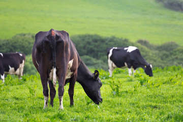 Perfect farm cows on a green meadow