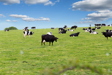 Perfect farm cows on a green meadow