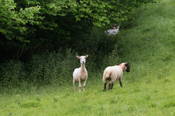 Idillic landscape sheep, lambs, ram on green grass