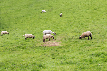 Idillic landscape sheep, lambs, ram on green grass
