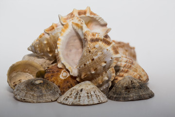 A Collection of Shells