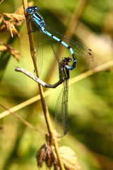 Male and female damselflies mating in the countryside