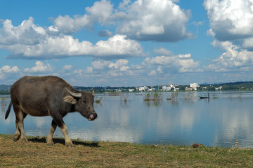 Asian buffalo eat grass near the lake on a bright day