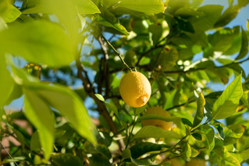 Yellow lemon tree bunch with green leafs and freshness citrus fruit.