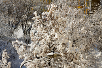 Tree top illuminated by the sun