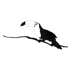 Toucan