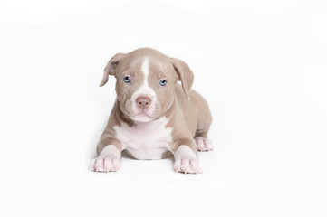 Welpe Pitbull American Bully isloiert
