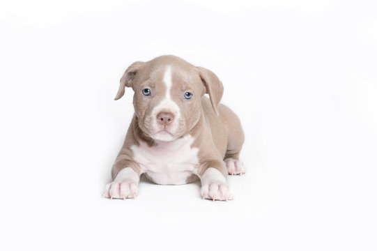 Welpe Pitbull American Bully isloiert