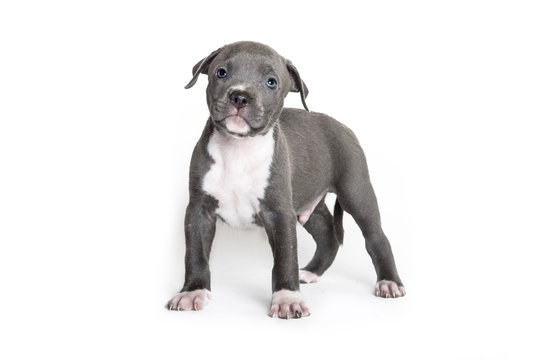Welpe Pitbull American Bully isloiert