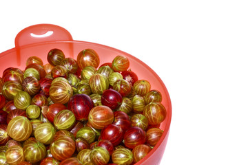 Colander filled with fresh organic gooesberries isolated on a white background