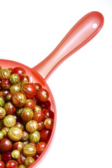 Colander filled with fresh organic gooesberries isolated on a white background