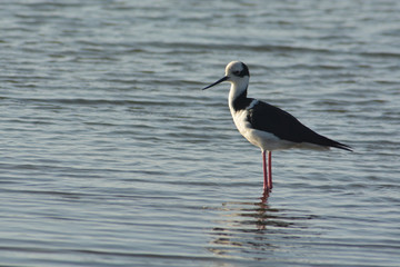 Ave perrito en la laguna