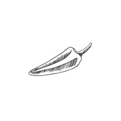 chili pepper vector draw