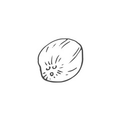 coconut vector draw