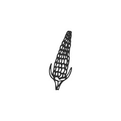 corn vector draw